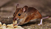 24 Hour & Emergency Exterminators in E Lancaster, PA